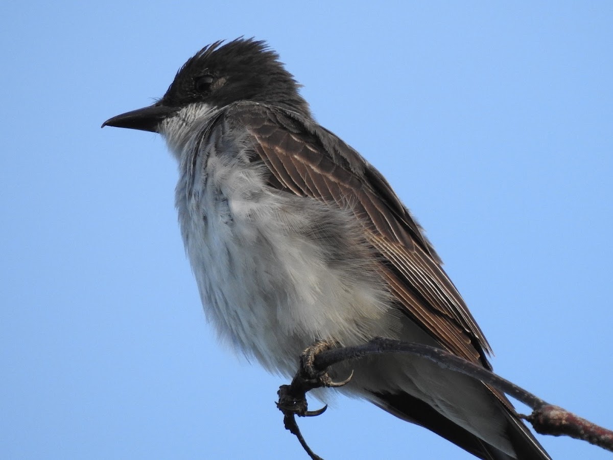 Eastern Kingbird