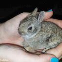 Desert Cottontail