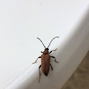 Longhorn beetle, Rothalsbock