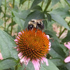 Brown Belted Bumble Bee