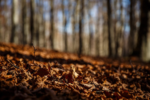 Autunno... una coltre di foglie nel bosco di Tindara