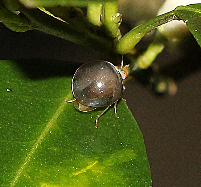 Celyphid Beetle Fly