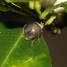 Celyphid Beetle Fly