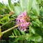 Swamp Loosestrife