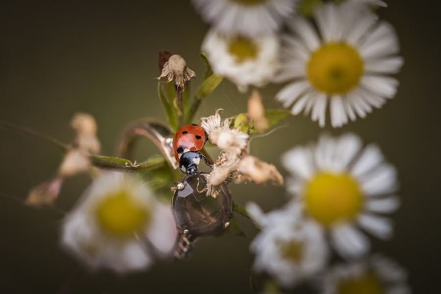 Bryllupsfotograf Tony Hampel (tonyhampel). Bilde av 1 oktober 2018