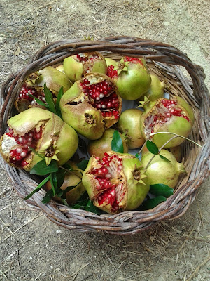 Malum granatum  di Barbara