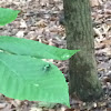 Common Green Bottle Fly