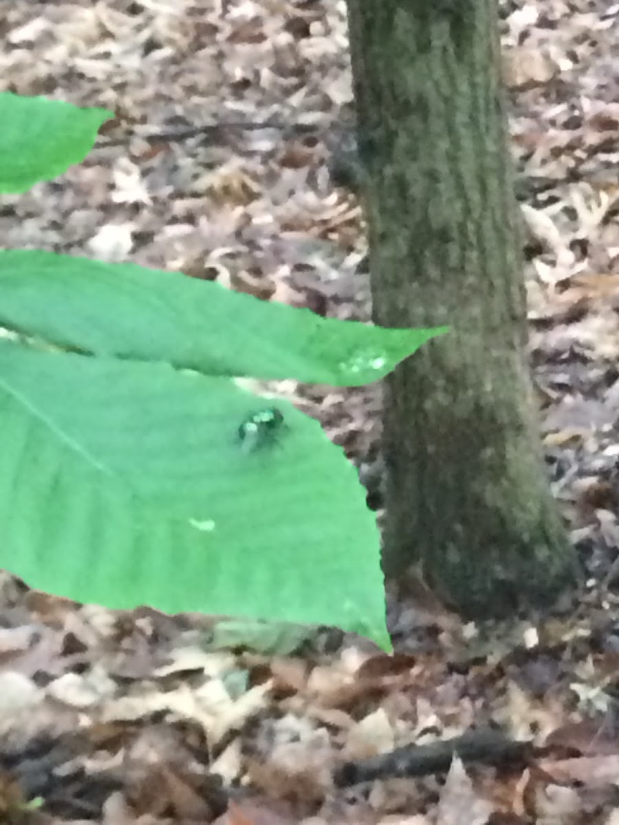 Common Green Bottle Fly