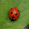 Seven-spot ladybird