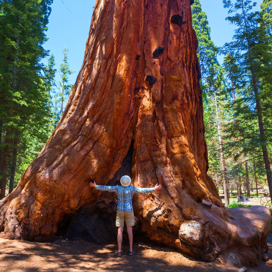 Man, standing with sequoia tree
