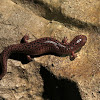 Red Salamander