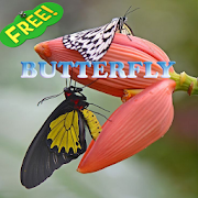 Butterfly Ideas  Icon