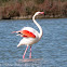 Greater Flamingo; Flamenco