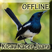 Master Kicau Burung Kacer  Icon