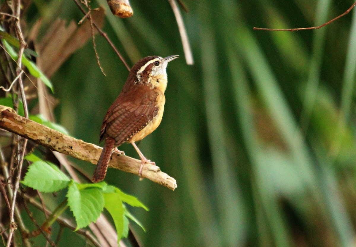 Carolina Wren