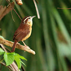 Carolina Wren