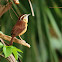 Carolina Wren