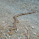 Pacific Gopher Snake