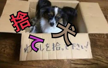 捨て犬