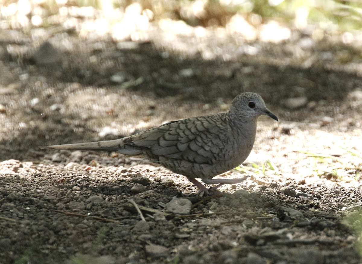 Inca Dove