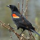 Red wing blackbird