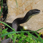 BLACK RAT SNAKE