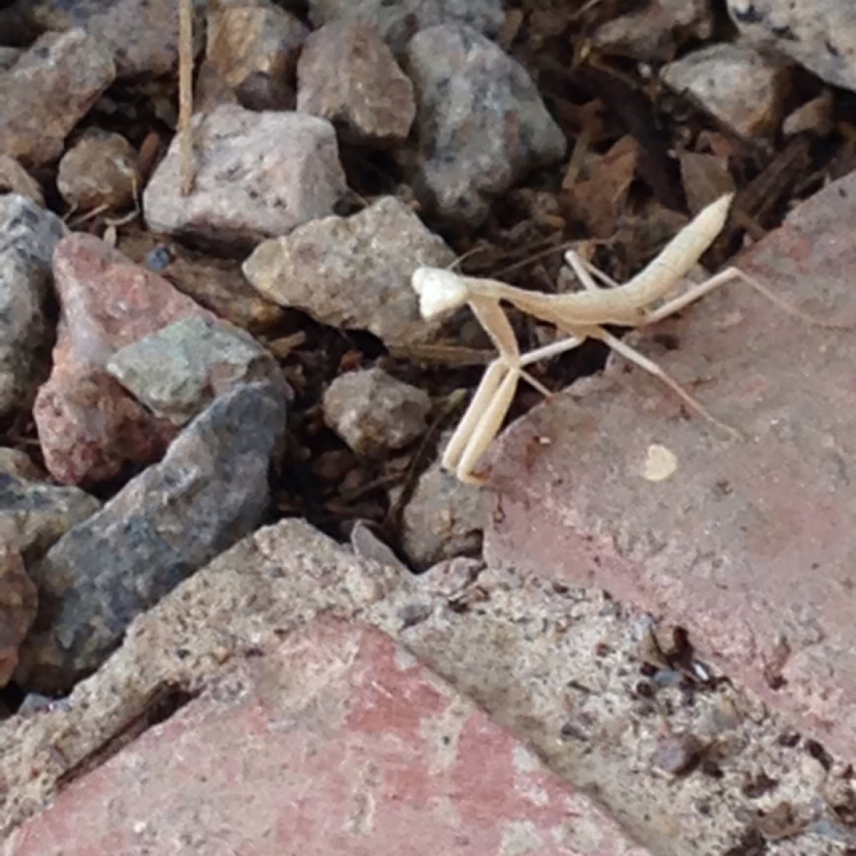 Praying Mantis