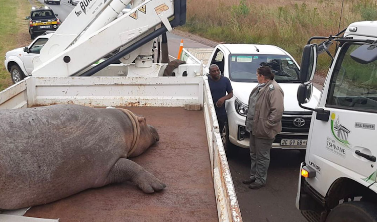 A hippo that escaped through a hole in a fence made by thieves at Rietvlei Nature Reserve was struck by a car at the weekend.