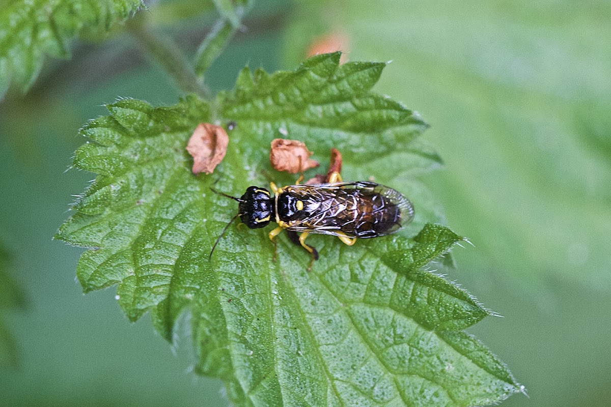 leaf rolling sawfly