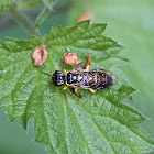 leaf rolling sawfly