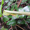 Leaf Nest