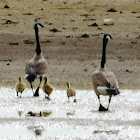 Canada Goose