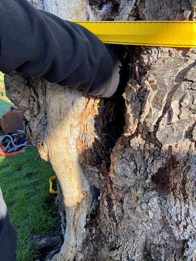 Tree surgery 
