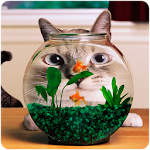 Cover Image of 下载 Funny cats Wallpaper 1.0 APK