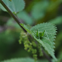 Nascosto nel verde di 