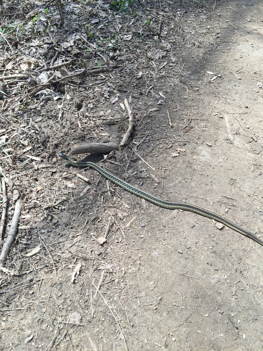 Garter Snake