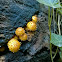 shaggy Pholiota