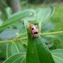 Leaf Beetle