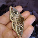 Small emperor moth