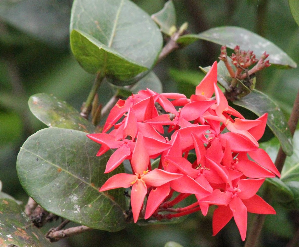 red flowers