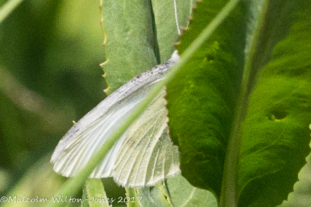 Small White