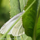 Small White