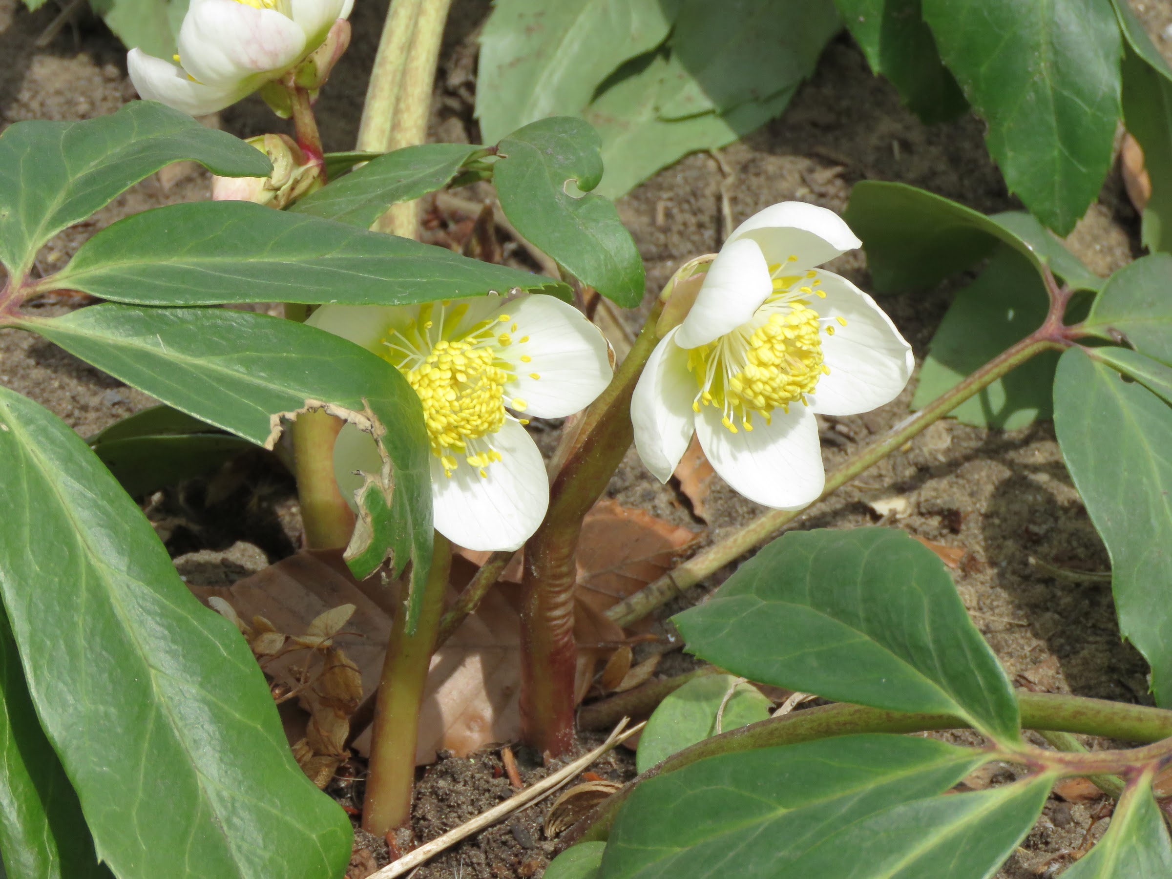 Pendant ce temps, dans le jardin de grigri... - Page 6 4xVJhPhMXwt8jXDFSkR9oD7nX6E0B2aKZI5Ub7dfGHxXUgfJShg_S4Qo0cwCPihR_dZCXA_Vc7_t_NgdN2JmziWVhWvbsNW9ioxyWSxscobQ2SlAKo4_E9BPV9mWOGYOMSsunUqjTMk=w2400