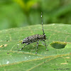 Flat-faced longhorn beetle