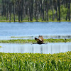 Limpkin