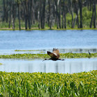 Limpkin