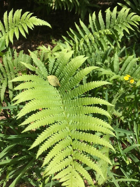 Fern