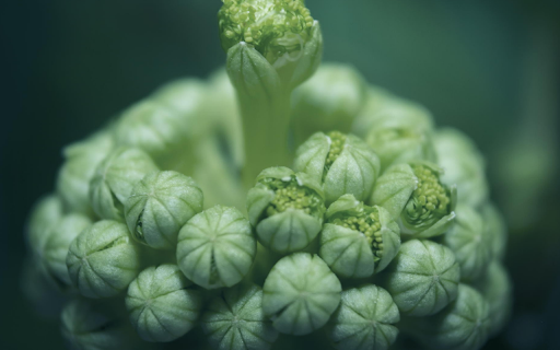 Cluster of Green Flower Buds screenshot 1