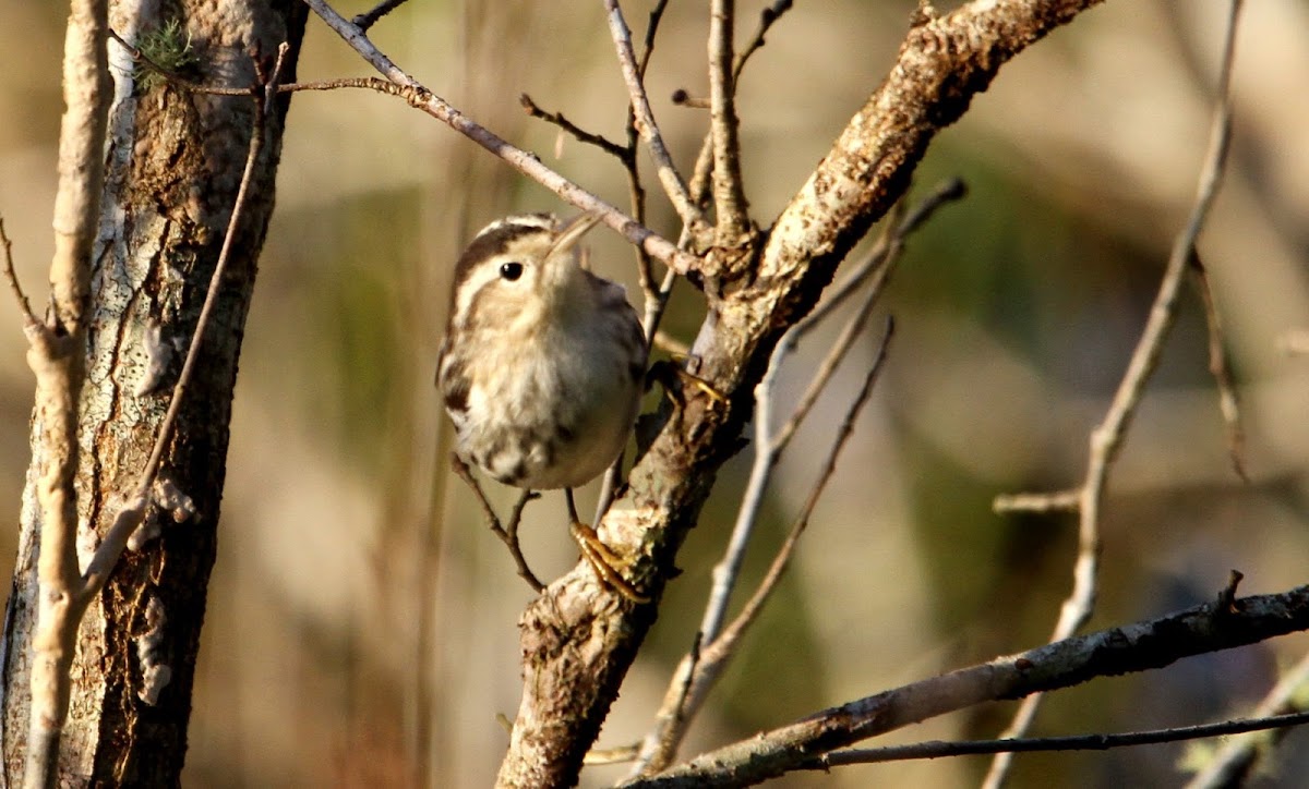 Black and White Warbler