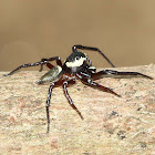 Jumping Spider